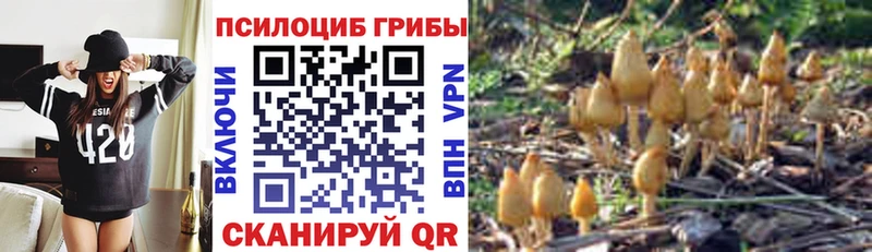 OMG tor цены наркотик Томилино Галлюциногенные грибы Cubensis
